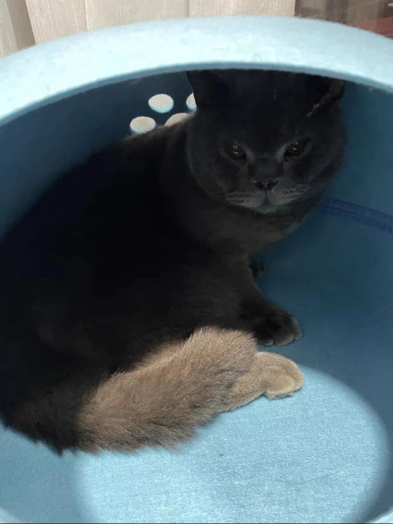 Katzenbett aus Naturfilz – gemütliche Katzenhöhle mit Kissen