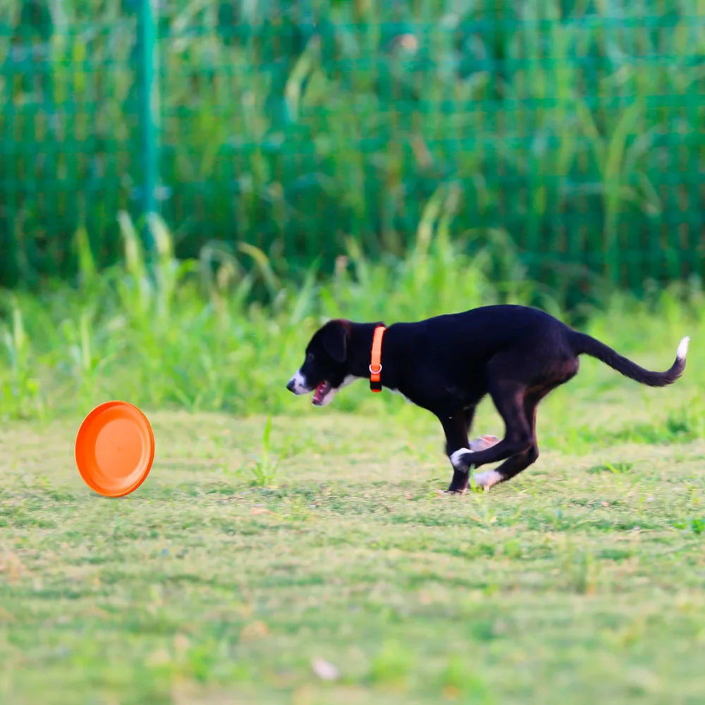 Hundetrainingsscheibe – langlebiges Haustier für das Hundetraining von Welpen und Erwachsenen, leichtes, leicht zufangendes Hundetrainingsspielzeug, unverzichtbares Heimtierbedarf
